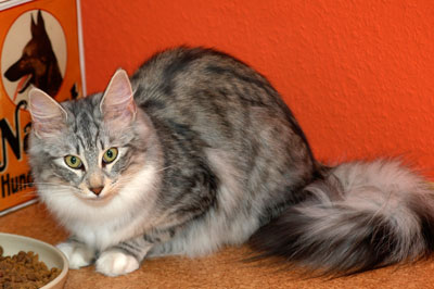 Nyssa